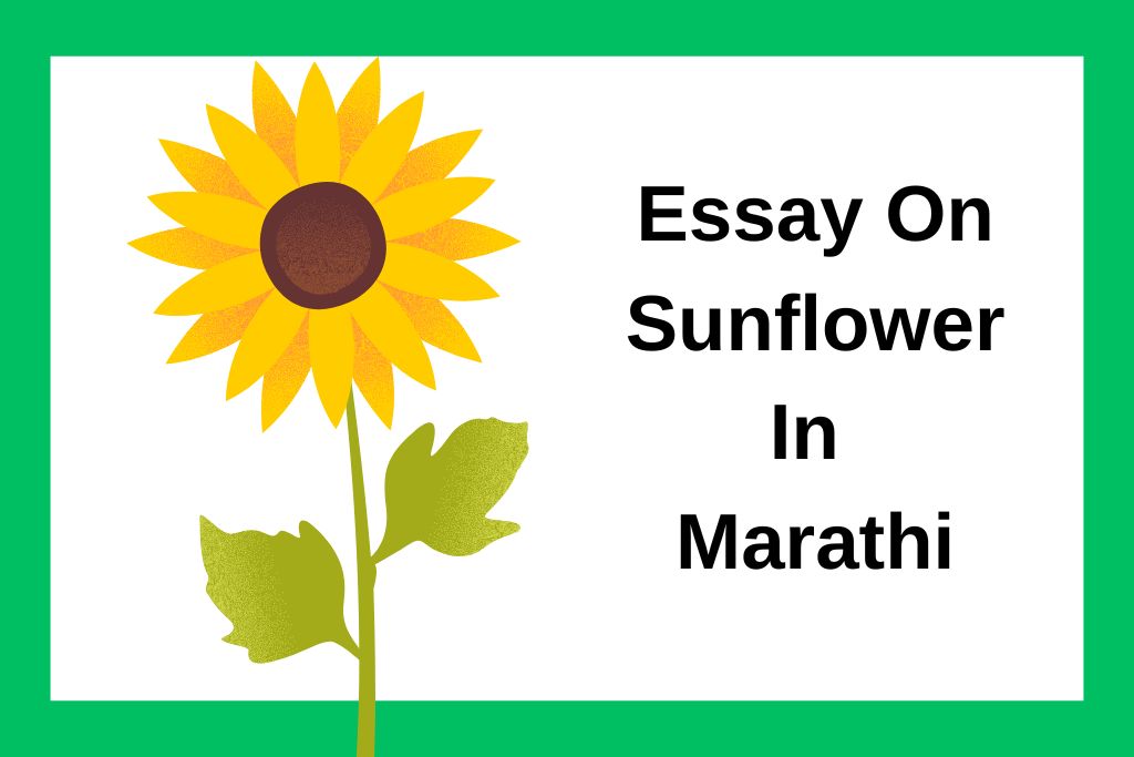 सूर्यफुलावर निबंध Essay On Sunflower In Marathi